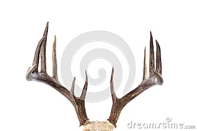 Large whitetail buck antlers isolated on white Stock Photo