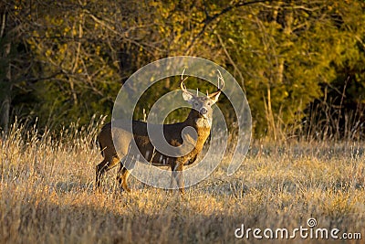 This large Kansas Whitetail Buck was searching for doe`s along a tree line in late Autumn. Stock Photo