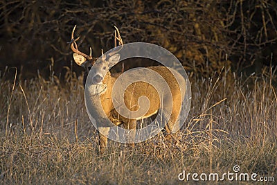 This large Kansas Whitetail Buck was searching for doe`s along a tree line in late Autumn. Stock Photo