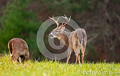 Large whitetailed deer buck Stock Photo