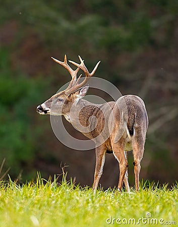 Large whitetailed deer buck Stock Photo