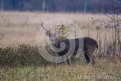 Large whitetailed deer buck Stock Photo