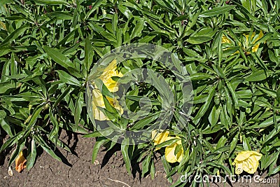 Large wide cup-shaped canary yellow flowers of Missouri evening primrose Stock Photo