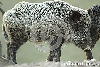 Large wild boar at dawn Stock Photo