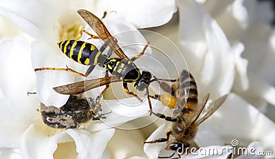 Large wild wasp on a single flower with a bee and tropinota hirta Stock Photo