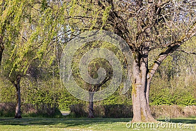 Large willow tree growing in the middle of a park Stock Photo