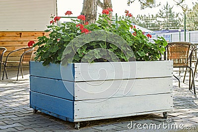 Large wooden pot with Red geranium flower. Red geranium flowers in the wooden pot on the street Stock Photo