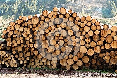 Large woodpile of felled trees Stock Photo