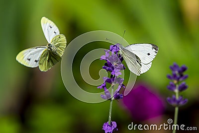Large yellow butterfly on violet levander flower Stock Photo