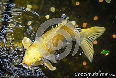 Yellow Carp Fish Swimming Mouth Open Stock Photo