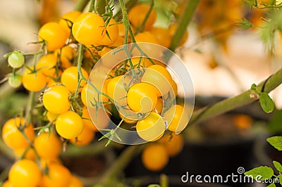 Close up yellow cherry tomatoes hang on trees growing in greenhouse in Israel Stock Photo