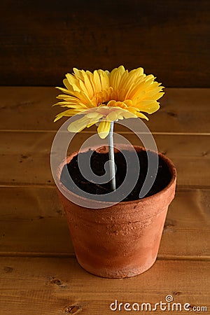 large yellow daisy in a clay pot Stock Photo