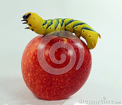 Large yellow-green dead-head moth Acherontia atropos caterpillar on a red apple close-up on white macro, pest, hawk moth, Stock Photo