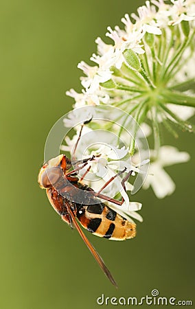 A Large Yellow Hoverfly Volucella inanis nectaring on a flower. Stock Photo