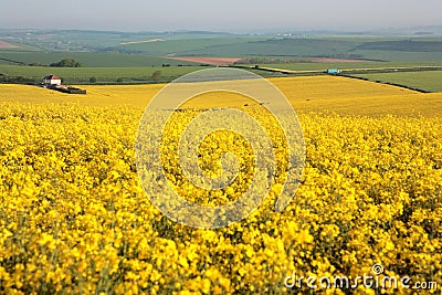 Large yellow field in Dorset in the Spring Stock Photo