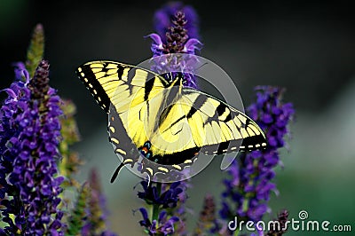 Large Yellow Tiger Swallowtail Butterfly Stock Photo