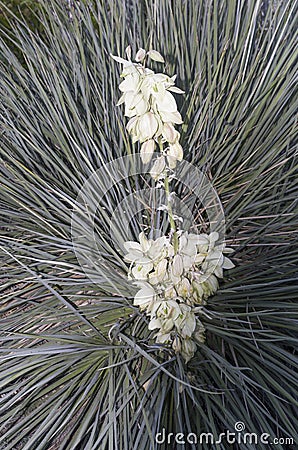 Yucca Plant in bloom Stock Photo