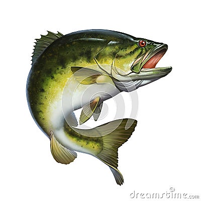 Larged bass jumps out of water isolate realistic illustration. Cartoon Illustration