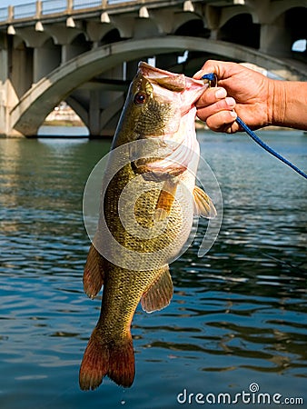 Largemouth Bass Stock Photo