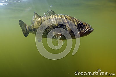 Largemouth bass fish Stock Photo