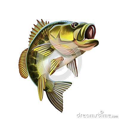 Largemouth Bass Fish Illustration. Isolated on white background. Stock Photo