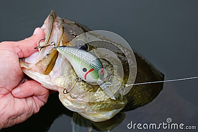 Largemouth Bass Fishing Crankbait Lure Stock Photo