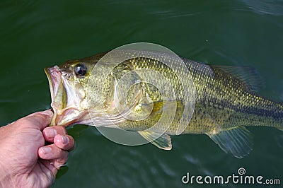 Largemouth Bass Fishing Stock Photo