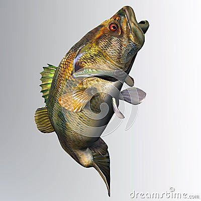 Largemouth Bass Strike Stock Photo