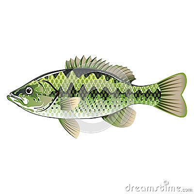 Largemouth Spotted Bass Vector Illustration