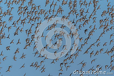 Larger Flock of Dunlins Stock Photo