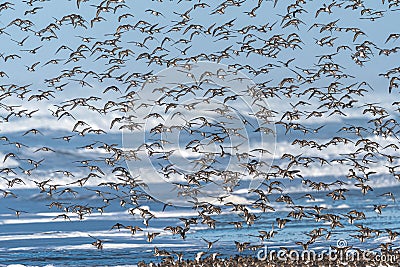 Larger Flock of Dunlins Stock Photo