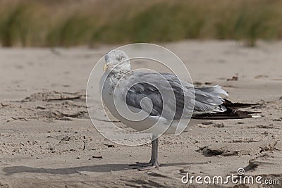 Beautiful shorebird posing for his picture Stock Photo