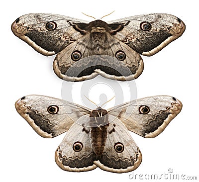 The largest European Moth, the Giant Peacock Stock Photo