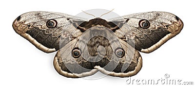 The largest European Moth, the Giant Peacock Moth, Saturnia pyri Stock Photo