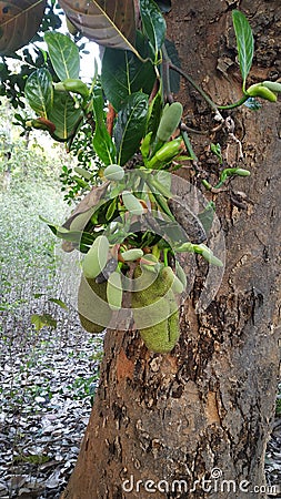 Jackfruit with 500 fruits in a year Stock Photo