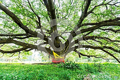 The largest monkey pod tree in Thailand Stock Photo