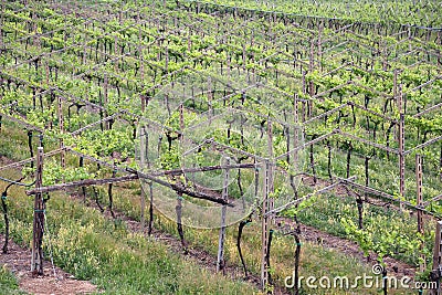 Largest vineyard Bunches of grapes in Growth In the fine wine pr Stock Photo