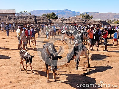 Largest cattle - Zebu market in Madagascar, Africa Editorial Stock Photo