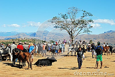 Largest cattle Zebu market in Madagascar Editorial Stock Photo