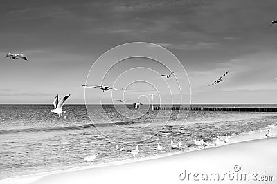 Laridae - seagull family birds Stock Photo