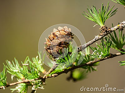 Larix kaempferi carriere, pinaceae, tree branch Stock Photo