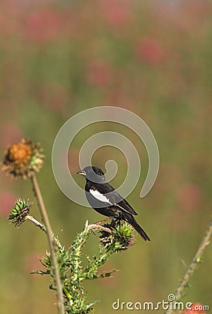 Lark Bunting Stock Photo