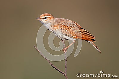 Lark, Kalahari, South Africa Stock Photo