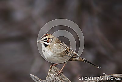 Lark Sparrow, Chondestes grammacus, perched on a log Stock Photo