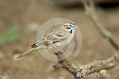 Lark Sparrow Stock Photo