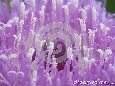 Larkdaisy closeup view of pollen filled anthers from above , Stock Photo