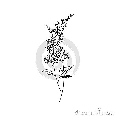 Larkspur July Birth Month Flower Illustration Vector Illustration