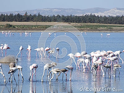 Larnaca Flamingos Stock Photo