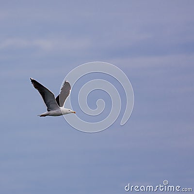 Larus Marinus Stock Photo