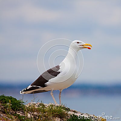 Larus Marinus Stock Photo